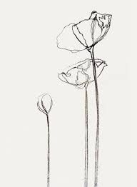botanical line drawing peggy dean pdf